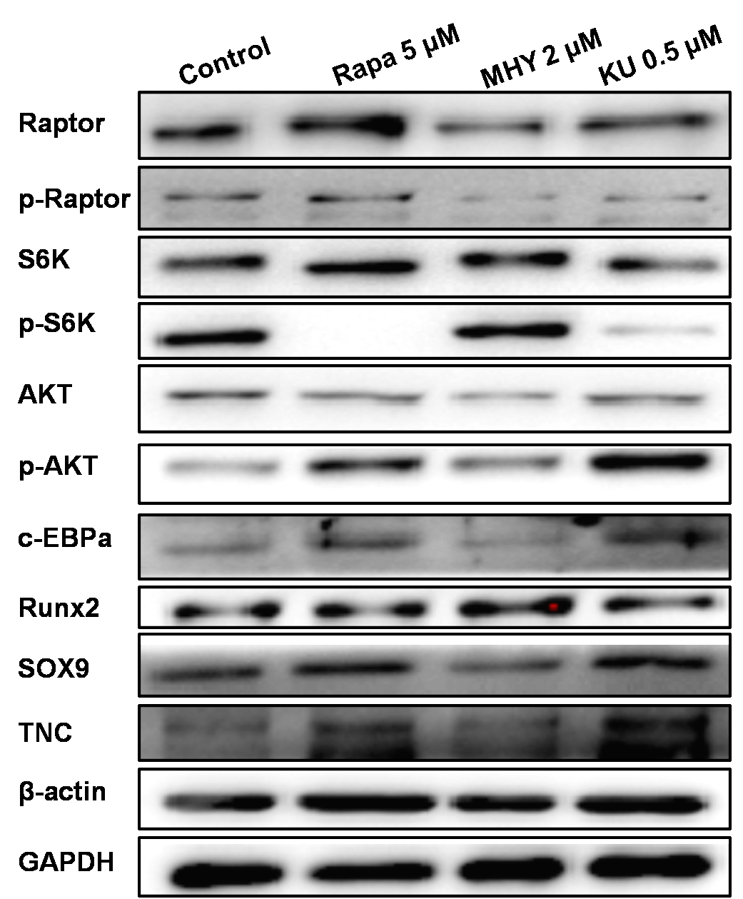 Figure 7 Western blot showed that rapamycin and KU-0062794 blocked the phosphoration of Raptor and S6k; also mTOR2 was activated by MHY1485, which confirmed by the phosphoration of AKT. MHY1485 effectively activated the phosphoration of S6k and AKT. Blocking of mTOR1 by Rapamycin or blocking both of mTOR1 and mTOR2 enhanced the expression of TNC; in addition, blocking of mTOR1 enhanced the expression of c-EBPα and Sox9. However, activation of mTOR1 and mTOR2 by MHY1485 increased the expression of Runx2